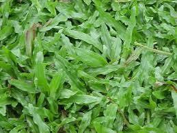 Rumput cowgrass
