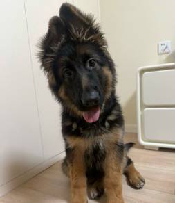 German Shepherd