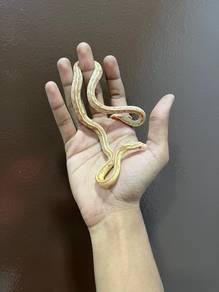 butter tessera Cornsnake