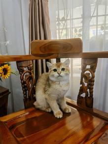 British short hair BSH Golden 