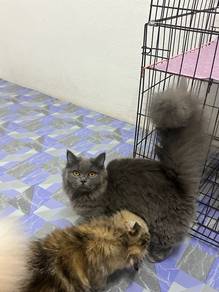 Female Munchkin BSH