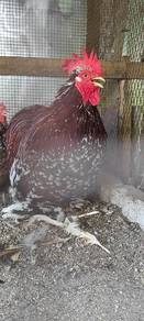 induk ayam mini cochin atau pekin Mille Fleur 
