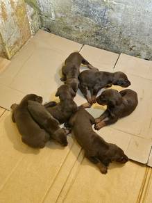 Doberman Pincher Puppies 