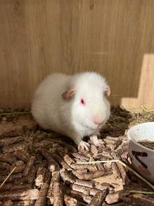 Guinea Pig Teddy Untuk Dijual !!