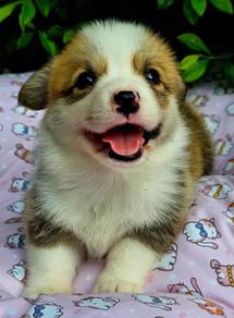 CORGI PUPPIES C127 Fluffy Male & Female