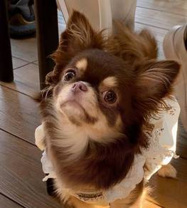 Chihuahua