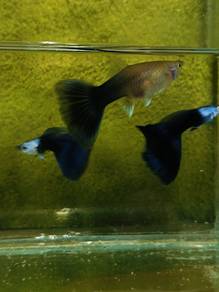 ikan Guppy 