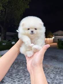 Pomeranian Pure White Male Puppy