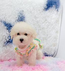 Maltipoo Tiny Toy