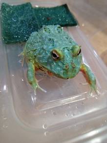 Pacman Frog 