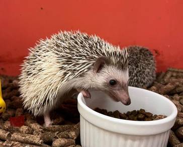 Hedgeho