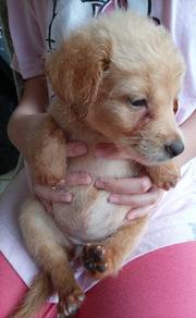 Toy Poodle 