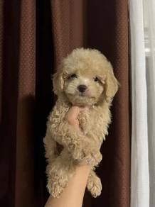 maltipoo9