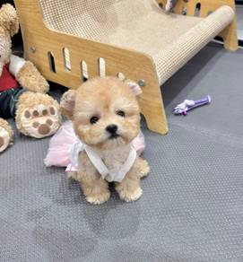 TINY~TOY POODLE PUPPIES A259 🌻 Super Cute