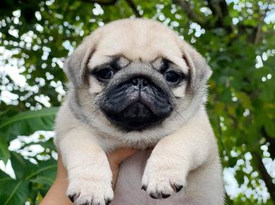 Pug