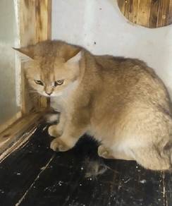 Kucing BSH 