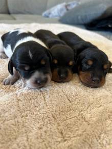 Pure Breed Dachshund Puppy