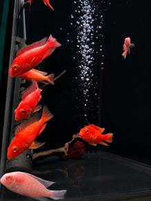 Dragon Blood Cichlid Fish