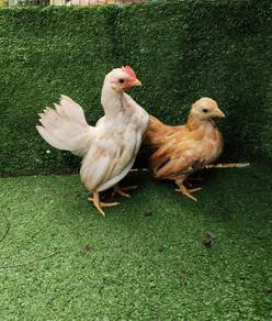 anak ayam serama 
