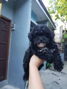 black poodle 