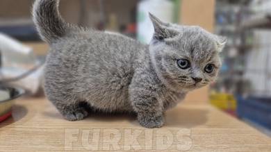Munchkin British Shorthair