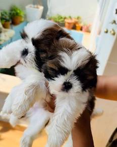 shihtuz e
