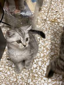 Kucing BSH Silver Tabby
