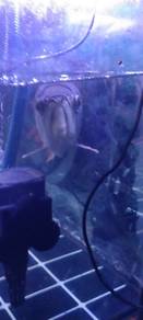 Arowana high back 