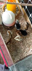 anak ayam sabung 