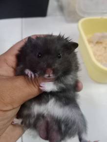 hamster syrian 