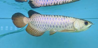 Purple based Crossbelly Arowana