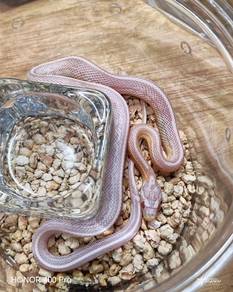 Corn Snake Promosi