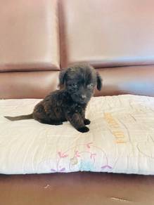 Poodle mixed Dachshund Puppy