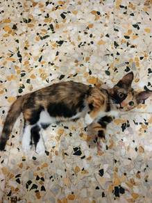 munchkin mix