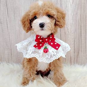 Maltipoo