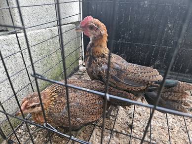 Ayam Hutan Laman