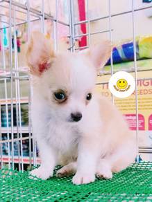 CM988 little cute Chihuahua puppies