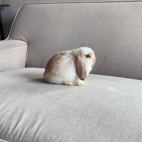 Holland lop bunny rabbit arnab ear lop