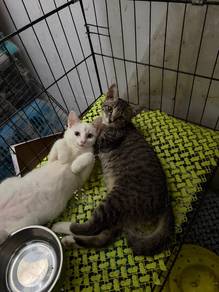 anak kucing mix