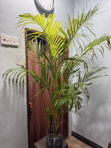 pokok pinang kuning