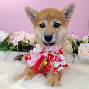 Shiba