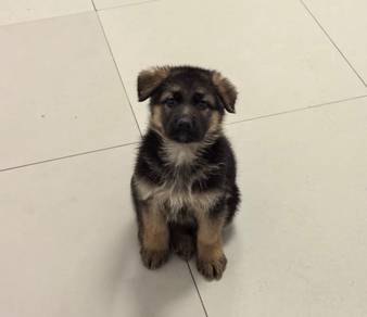 German Shepherd
