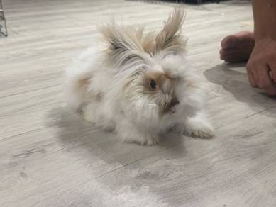 Anggora rabbit