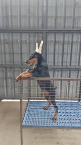 MKA! USA line Doberman puppy female 1807C