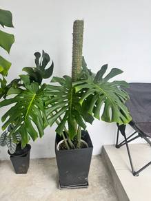 Monstera Deliciosa Clearance Sale