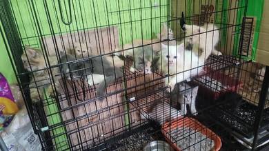 kucing parsi untuk di jual