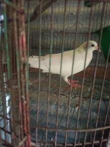 merpati putih 