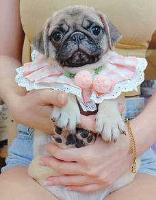 Pug