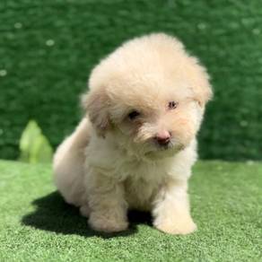 Maltipoo 8
