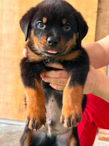 Rottweiler
